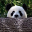 PandaDD's user avatar