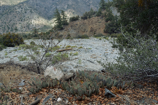 cactus at the edge of the large wash