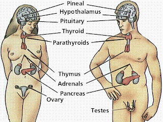 anatomi tubuh manusia http://asalasah.blogspot.com/