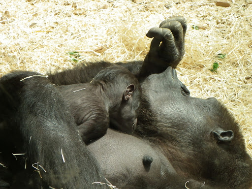 Gorillas Pavilion - Zoo Prague