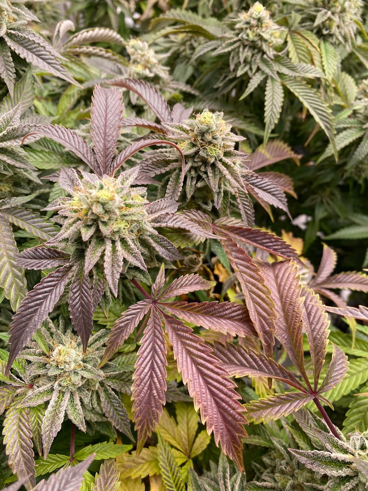 Foto colorida de um cultivo de cannabis indoor em floração