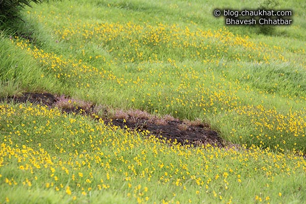 Beautiful yellow flower-bed of Bristly Smithia flowers [Smithia Setulosa, Motha Kawla, मोठा कवला]