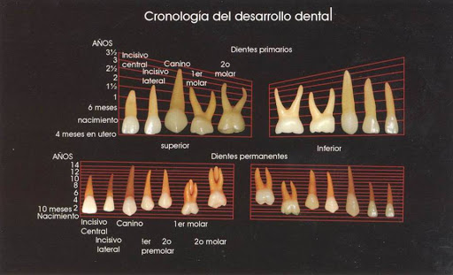 Doctor Vera Ferrer José Luis, Calle Alhóndiga 46, Centro, 36020 Guanajuato, Gto., México, Dentista | GTO