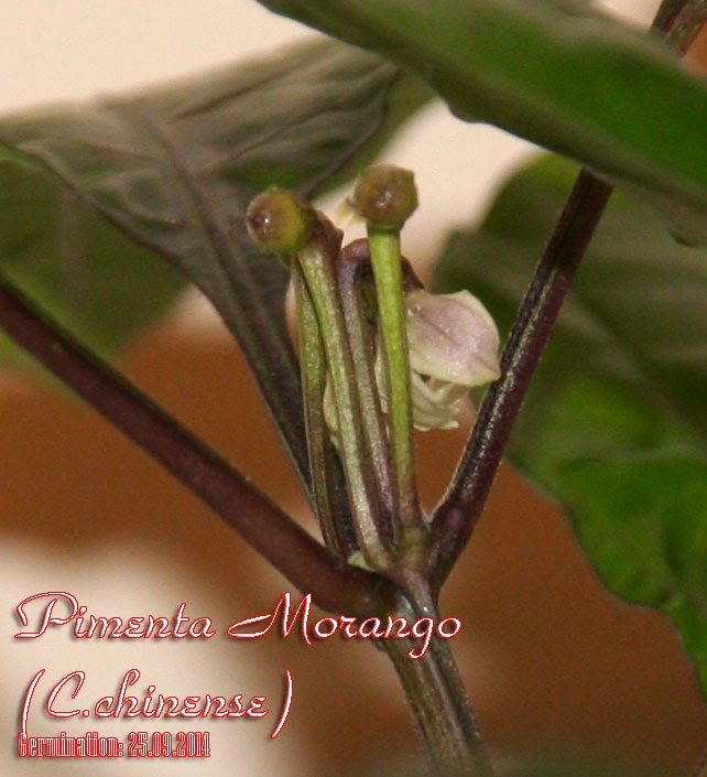 Pimenta_Morango_82days_2flowers%263pods2