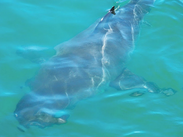 shark diving