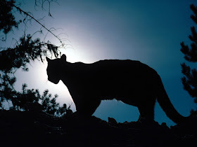 Wildlife Photos of Mountain Lion