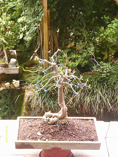 Baobá para treinamento... IMAG0355