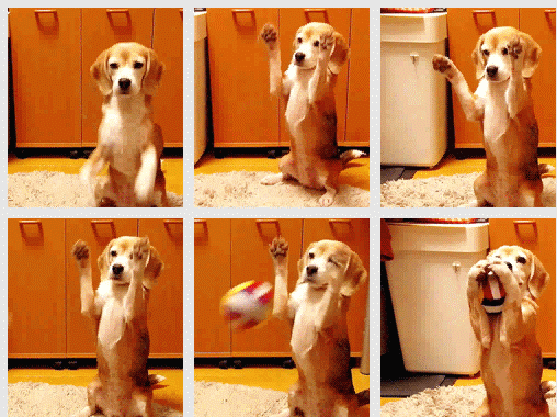 dog-plays-catch.gif