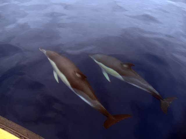 Esses magnificos Cetacios -  Cachalotes - Golfinhos etc SDC12415