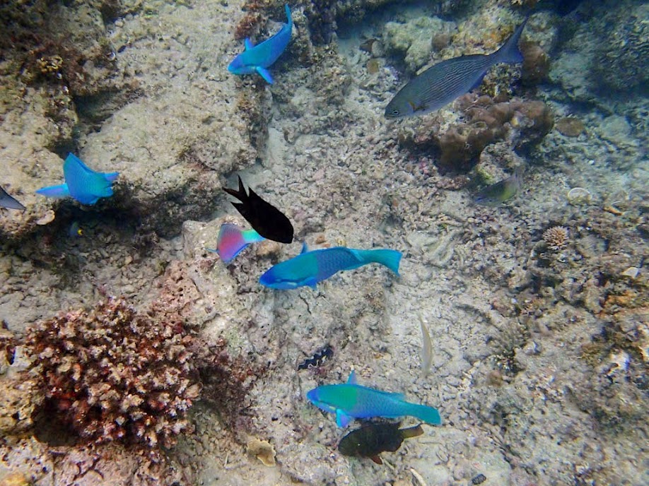 Scarus dimidiatus (Yellow-barred Parrotfish), Miniloc Island Resort reef, Palawan, Philippines.