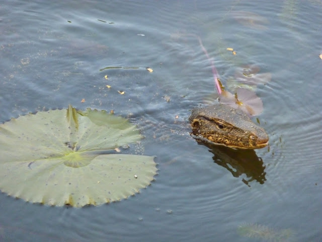 Blog de voyage-en-famille : Voyages en famille, Cherating, rythme tortue