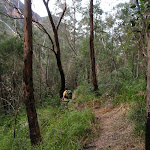 Track along the Grose River (50291)