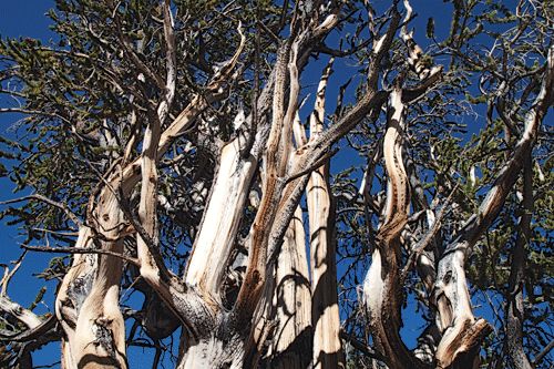 Калифорния - самые старые в мире деревья