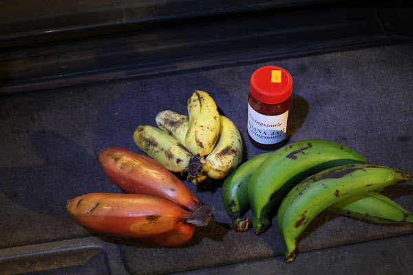 Bananas - all of these are ripe, all were eaten by the next day