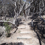 Stairs on Kangarutha Track (103900)