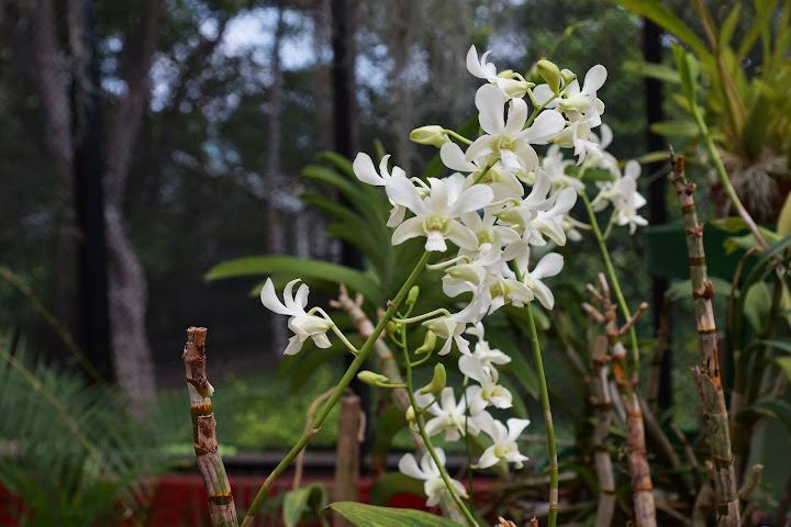 Шри-Ланка: на машине 1 100 км,  фото без комментариев, март-апрель 2013г.