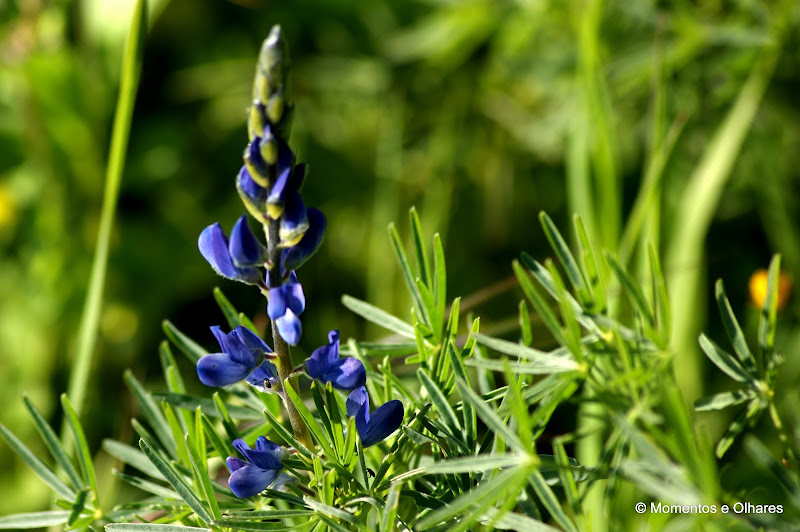 Atracção pelo azul