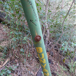 Signpost to Bunyan and Martins lookouts (74355)