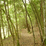 Pleasent forest near Berowra Creek campsite (329171)