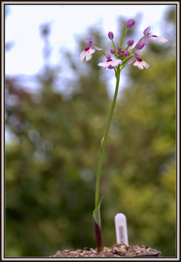 Cynorkis angustipetala IMG_0150