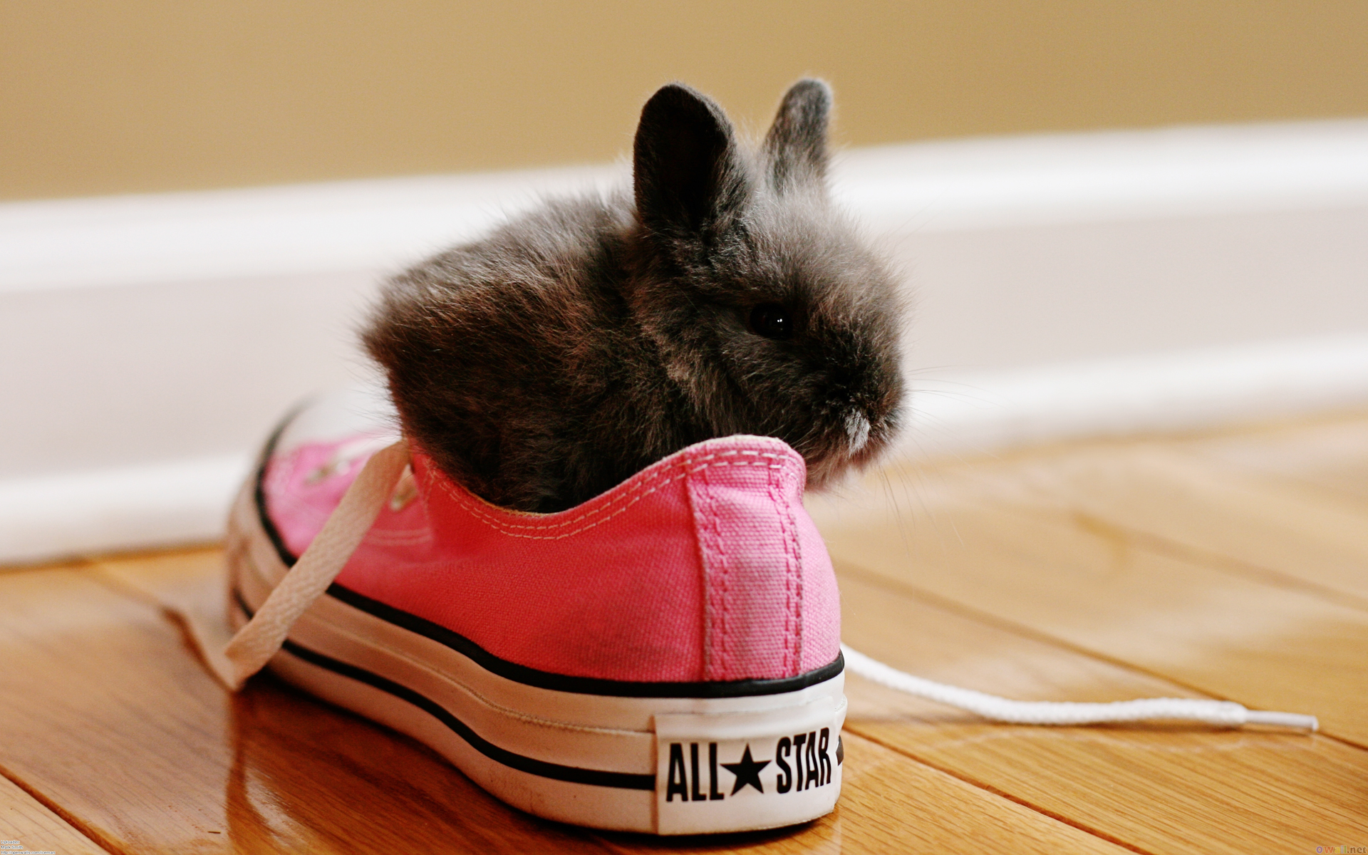 Кролику 12 лет. Зайчик в кроссовках. Модные животные. Кролик в кроссовках. Кролик в ботинках.