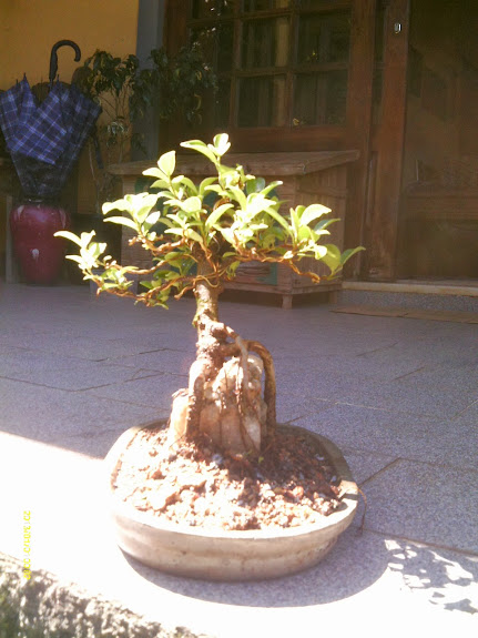 Ficus Microcarpa , Raiz sobre pedra... IMAG0260