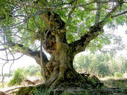 Ash Tree Magic And Folklore