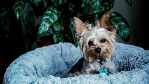 How Long Do Yorkies Sleep? 
