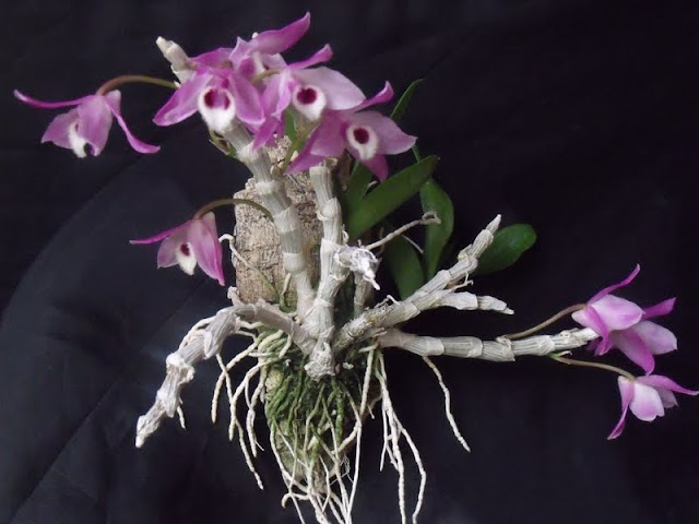 Dendrobium parishii Dendro_parishii