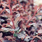 Berberis thunbergii Atropurpurea