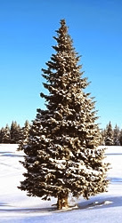 Winter Park Christmas Tree
