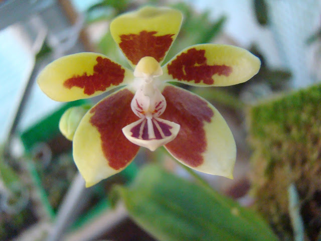Phalaenopsis kunstleri DSC09591
