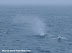 Sperm whale on surface