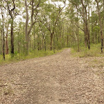 Management trail through forest near Mt Sugarloaf (324635)