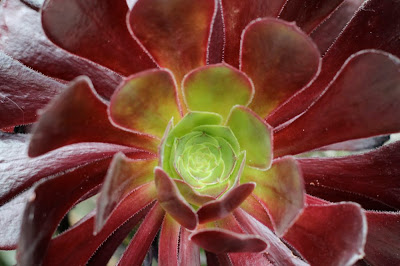 succulent plant with dark purple leaves