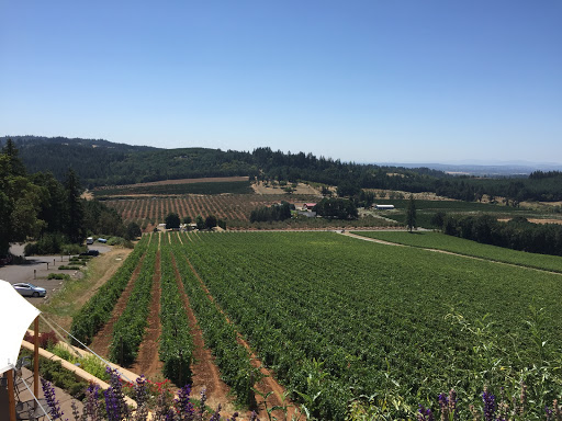 Vineyard «Willamette Valley Vineyards», reviews and photos, 8800 Enchanted Way SE, Turner, OR 97392, USA