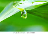 Image result for water drop on leaf
