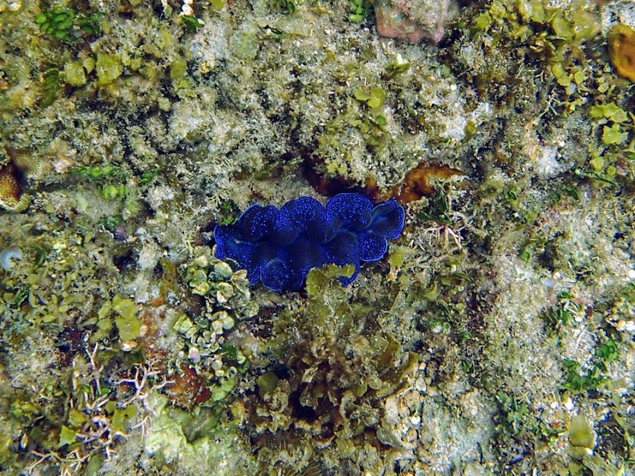 Tridacna crocea (Boring Clam), El Nido, Palawan, Philippines.