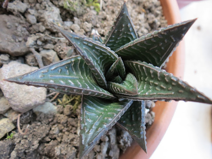 Haworthia x ...? [Haworthia limifolia] IMG_0854