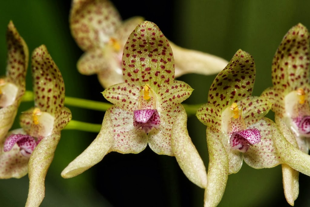 Bulbophyllum guttulatum IMG_1567