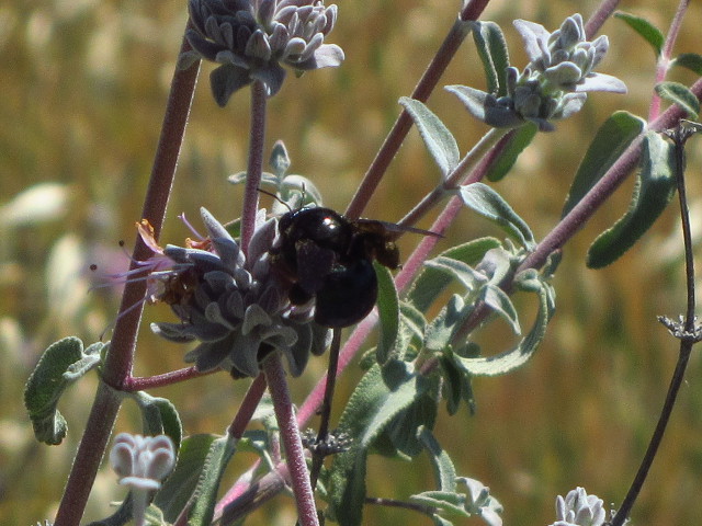 very large black bumble bee