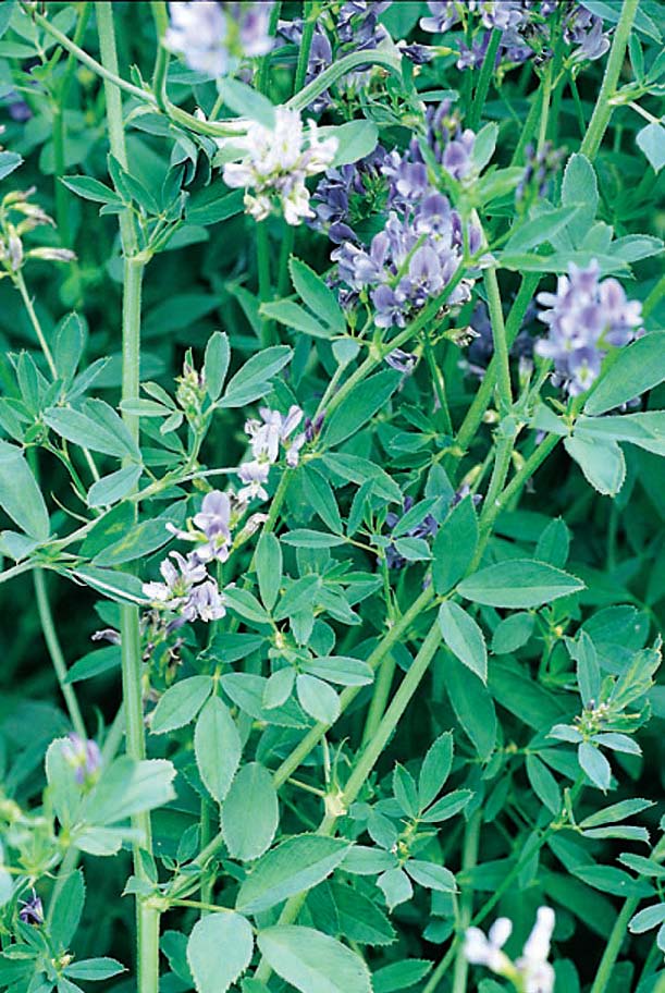 Medicago sativa