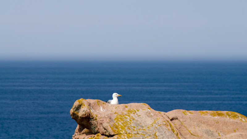 le goéland sentinelle et le bateau blanc furtif... 20110801_085_Brehat_mouette_sur_cote_DSC0780