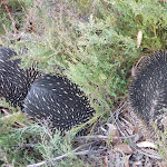 Three Echidnas in a row (303649)