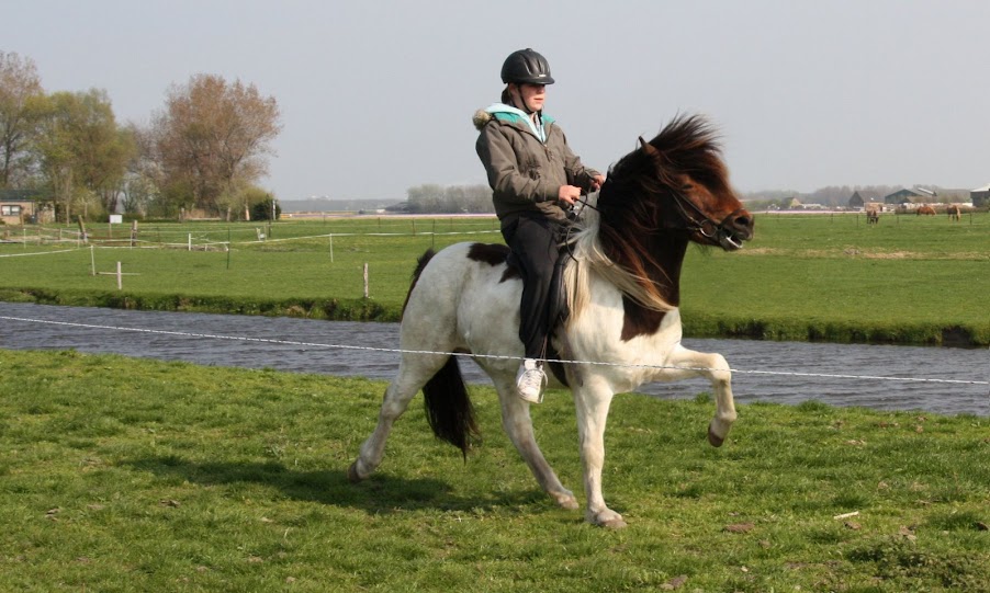 Therra op Góla frá Skjalaritara. Een zwarte merrie met veel behang en ruime, zeer mooie gangen en een zeer makkelijke tölt! Toont draf en tölt onder het zadel. 