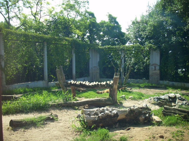 Wybieg lwów
