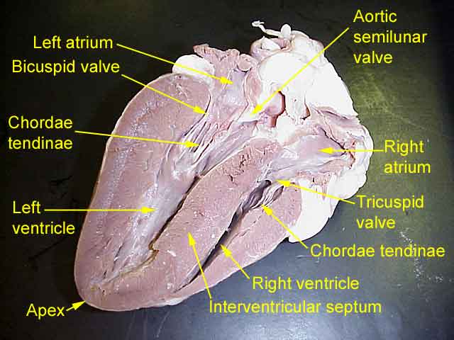 Katelyn S Anatomy HEART DISSECTIONS