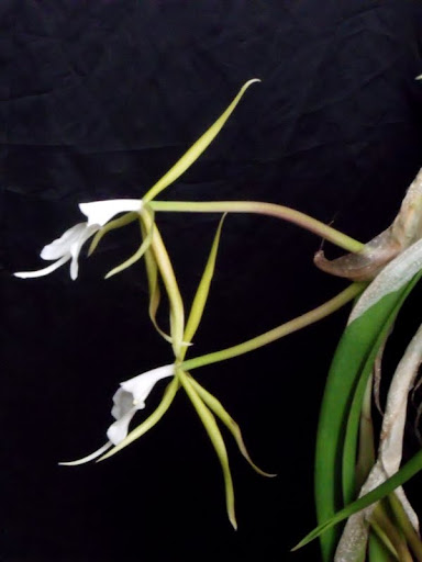 Epidendrum parkinsonianum Epi_parkinsonianum