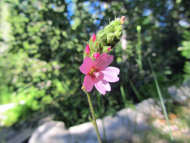 purple/pink thing