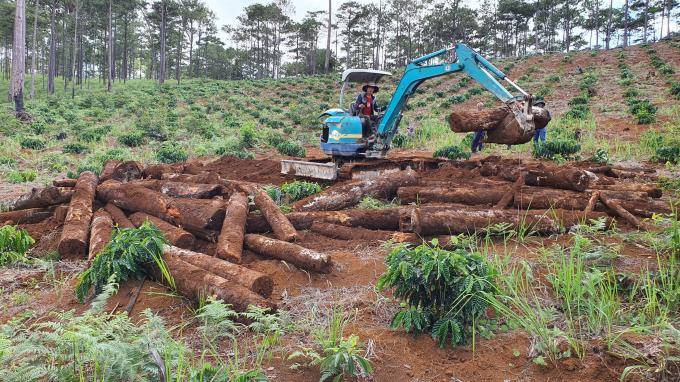 Hàng trăm cây thông cổ thụ tại tiểu khu 443 xã Lộc Phú, huyện Bảo Lâm, tỉnh Lâm Đồng bị chặt hạ và chôn lấp.